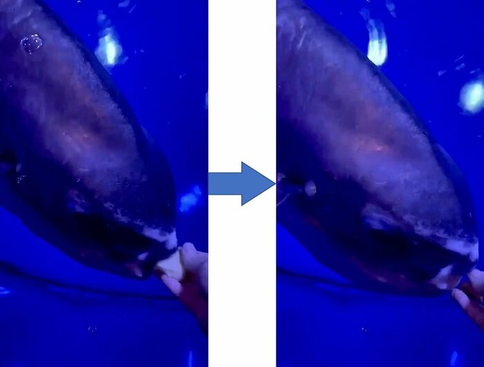 ご飯中(提供:サンシャイン水族館)