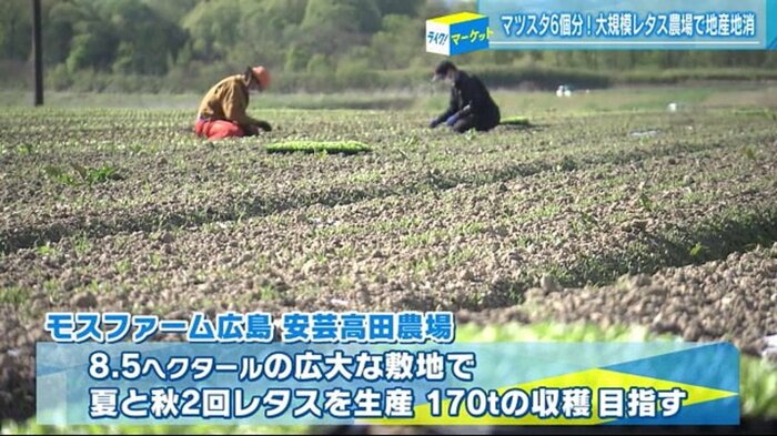 約8.5ヘクタールの敷地に170トンものレタスを栽培し、収穫する