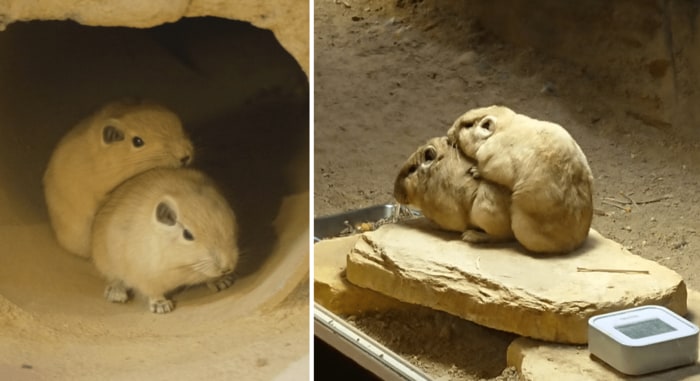 (埼玉県こども動物自然公園 提供)