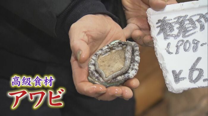 アワビは「不老長寿の象徴」とされている