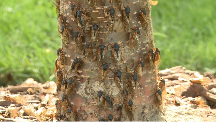 びっしりとセミが木に止まる様子