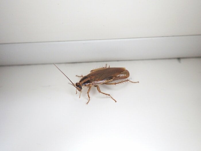 「チャバネゴキブリ」が住居に入ってくることはほぼない