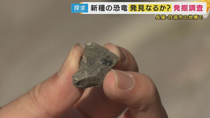 ボランティアが肉食恐竜の歯の化石を発見