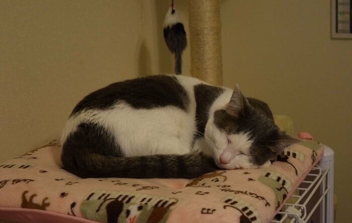 左側を下にして寝る猫（画像はイメージ）