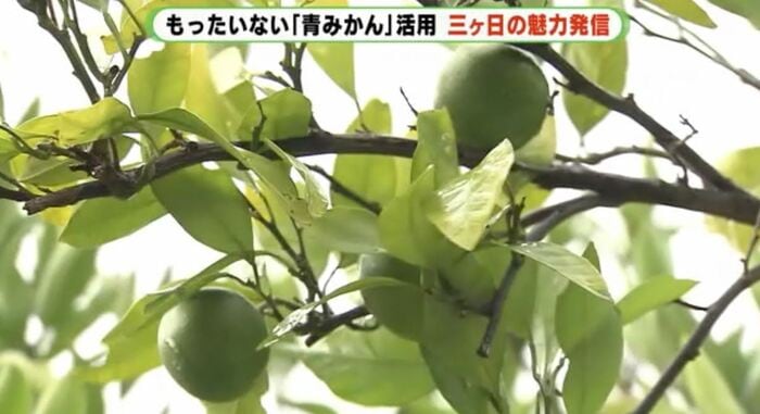 おいしく育てるため一部の実を色づかないうちに採る