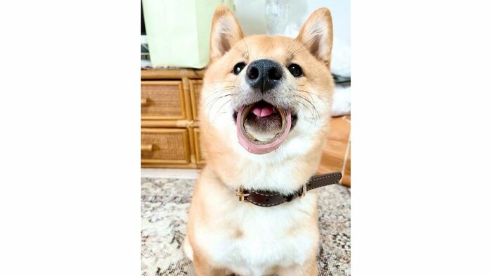 ドヤ顔で持ってくるとらくん