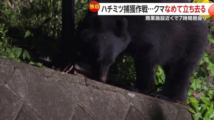ハチミツをペロペロとなめ回す熊