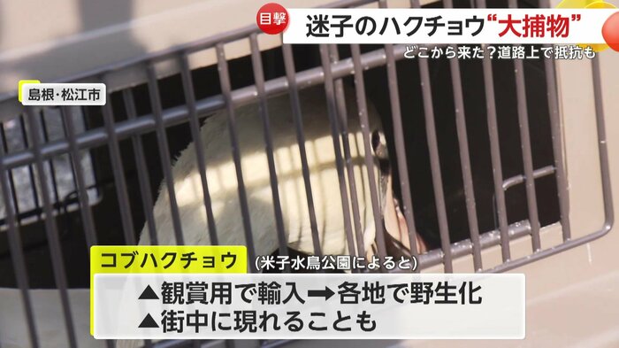 捕獲されたコブハクチョウ