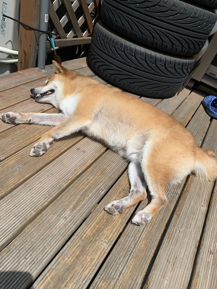 日向ぼっこをしている銀次くん