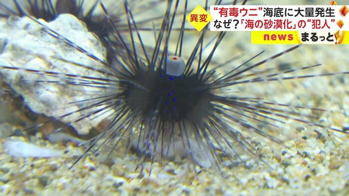 通常は温暖な海域に生息しているガンガゼ類