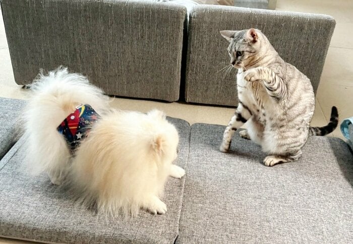 にらみ合い…