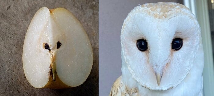 提供:周南市徳山動物園