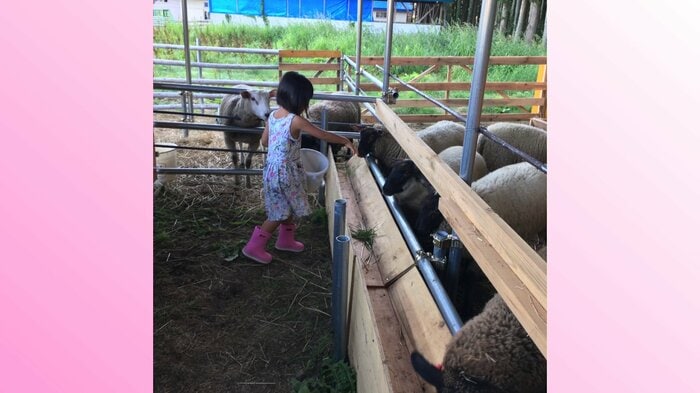 子供たちもヒツジの世話のお手伝い