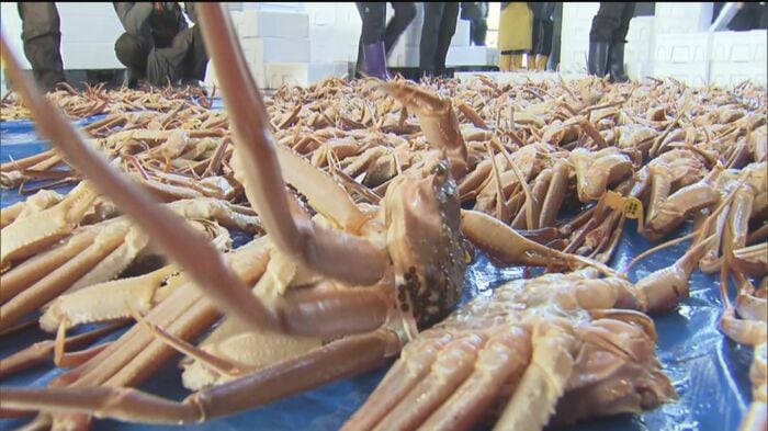 11月6日に解禁される越前がに漁