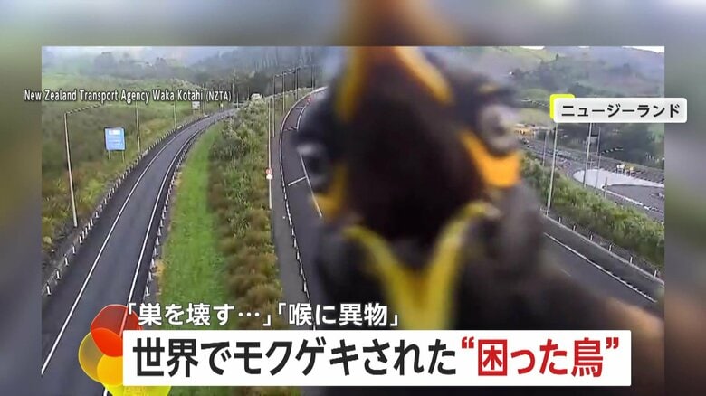 世界で相次ぐ“困った鳥”…「巣を壊すムクドリ」に「20cmのプラスチックコップのみ込んだサギ」　ニュージーランド＆ブラジル｜FNNプライムオンライン