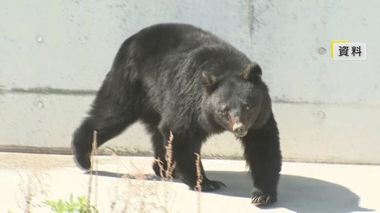 クマが玄関から住宅内に侵入…ネコのエサを食べる　住人の女性は寝室に逃げて無事　再び現れるおそれあり注意呼びかけ　岩手県北上市｜FNNプライムオンライン