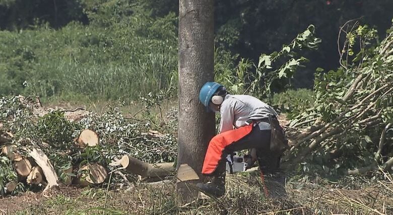 住民3人がクマに襲われる被害　河川敷で草木の伐採　「クマは裸で姿を現すことを非常に嫌がる」　隠れ場所や通り道をなくして「人里への出没抑止につながれば」　長野・飯山市｜FNNプライムオンライン