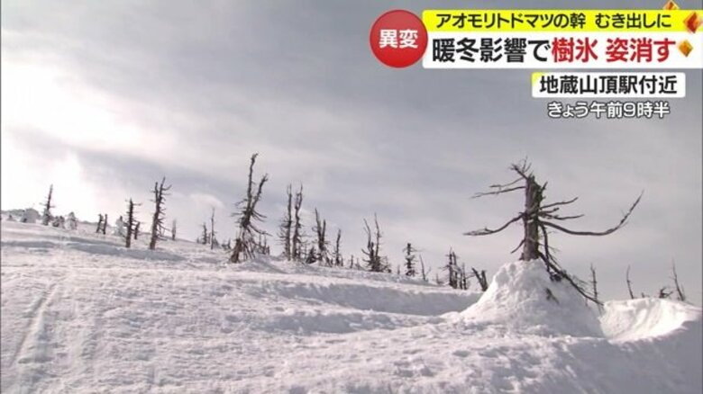 異例の暖かさで「蔵王の樹氷」姿見えず…水滴したたり幹があらわに　ライトアップやツアーの実施見送りも【山形発】｜FNNプライムオンライン