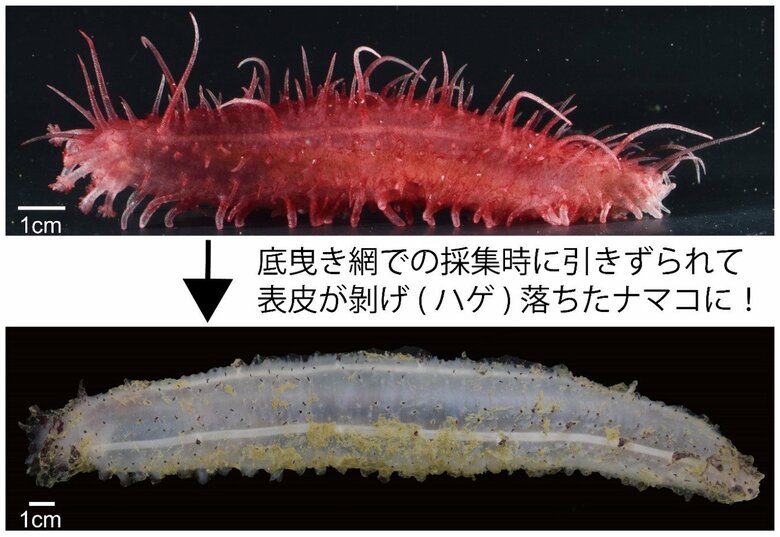 【国立科学博物館】太平洋のハゲナマコから4新種候補を含む10種を発見!~世界各国の博物館標本の遺伝子解析から多様性を明らかに~