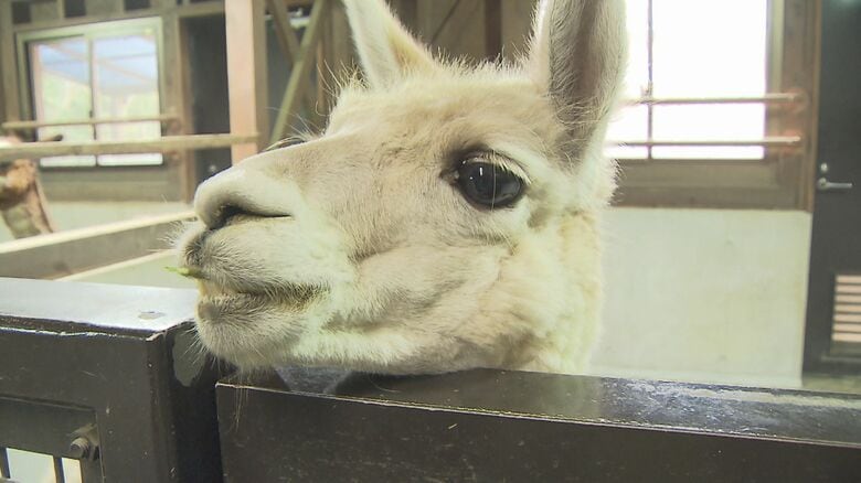 「このままでは命の危険も…」 動物園の人気者を助けたい アルパカ用の脱臼予防装具の開発へ進むプロジェクト【福岡発】|FNNプライムオンライン