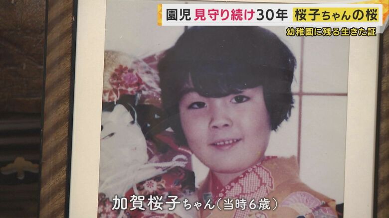 ”桜子ちゃんのさくら”神戸の幼稚園で花を咲かせ30年　園児と「共に育った」当時6歳の桜子ちゃん｜FNNプライムオンライン