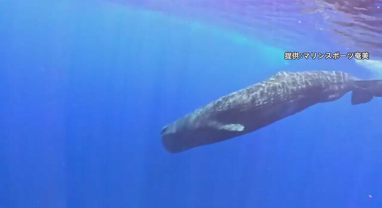 マッコウクジラは2か月“餌なし”でも生存可能　複雑な社会構造や近付く際の注意点をクジラ博士が解説｜FNNプライムオンライン