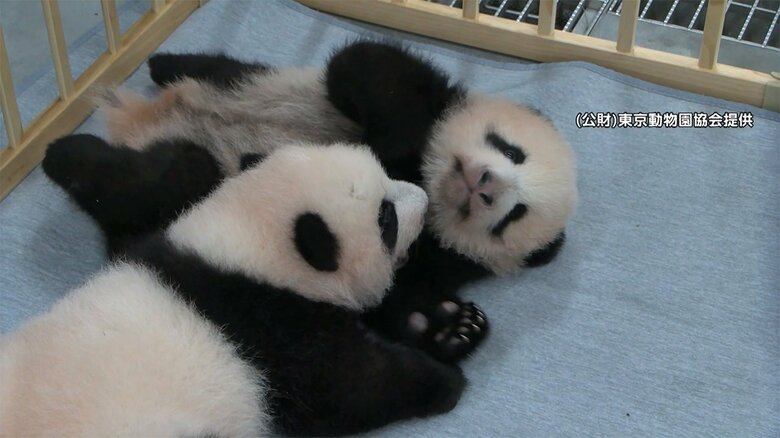【速報】上野動物園のパンダの赤ちゃん名前決まる｜FNNプライムオンライン
