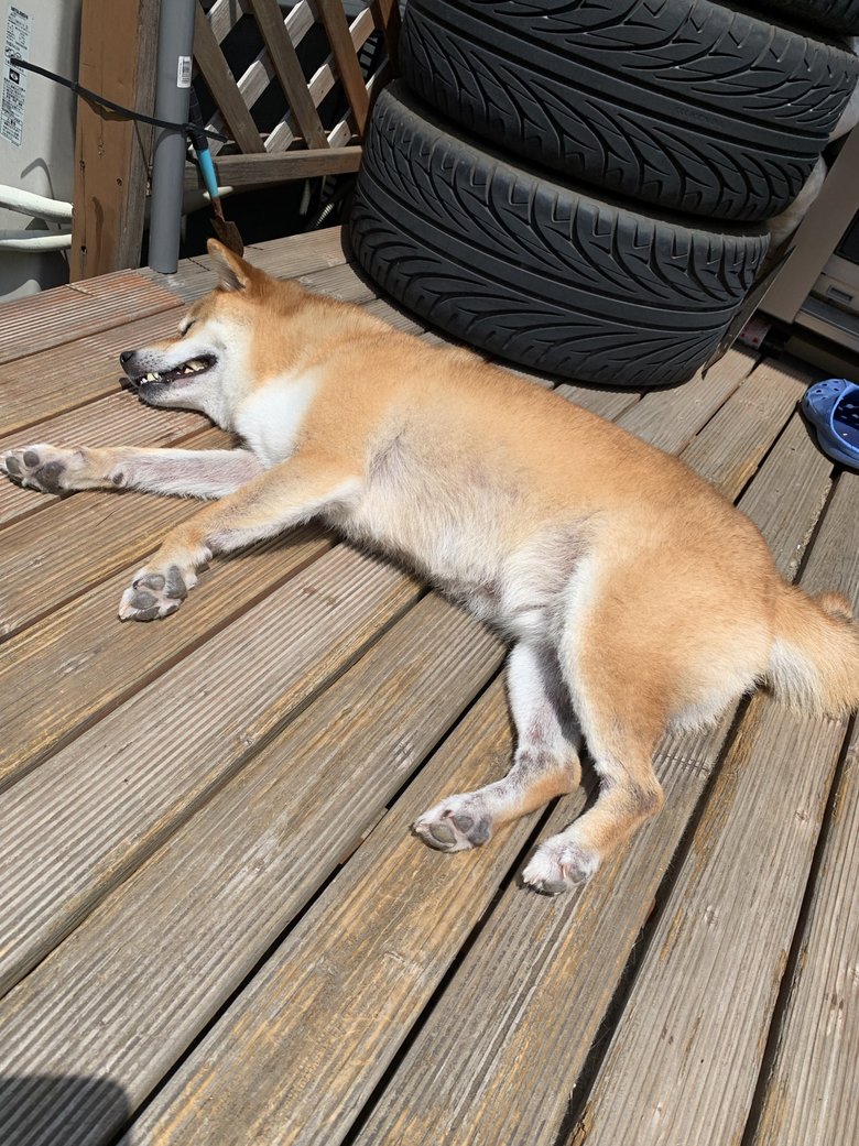 日向ぼっこをしている銀次くん