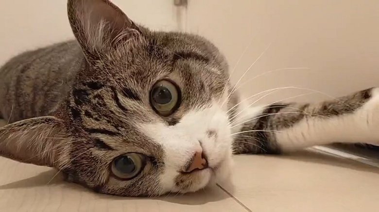 かわいらしい表情のまめたろくん