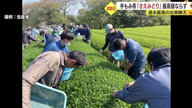 新茶の摘み取り