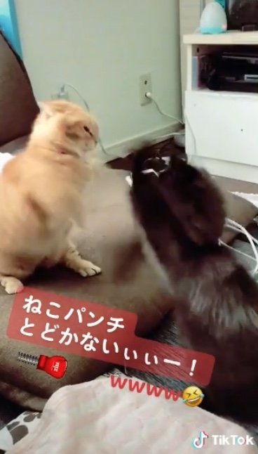 提供：サスケと小春さん