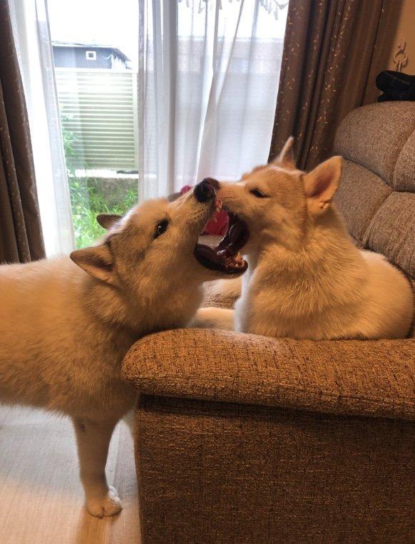 提供：斑柄兄妹（銀太と緋那子）さん