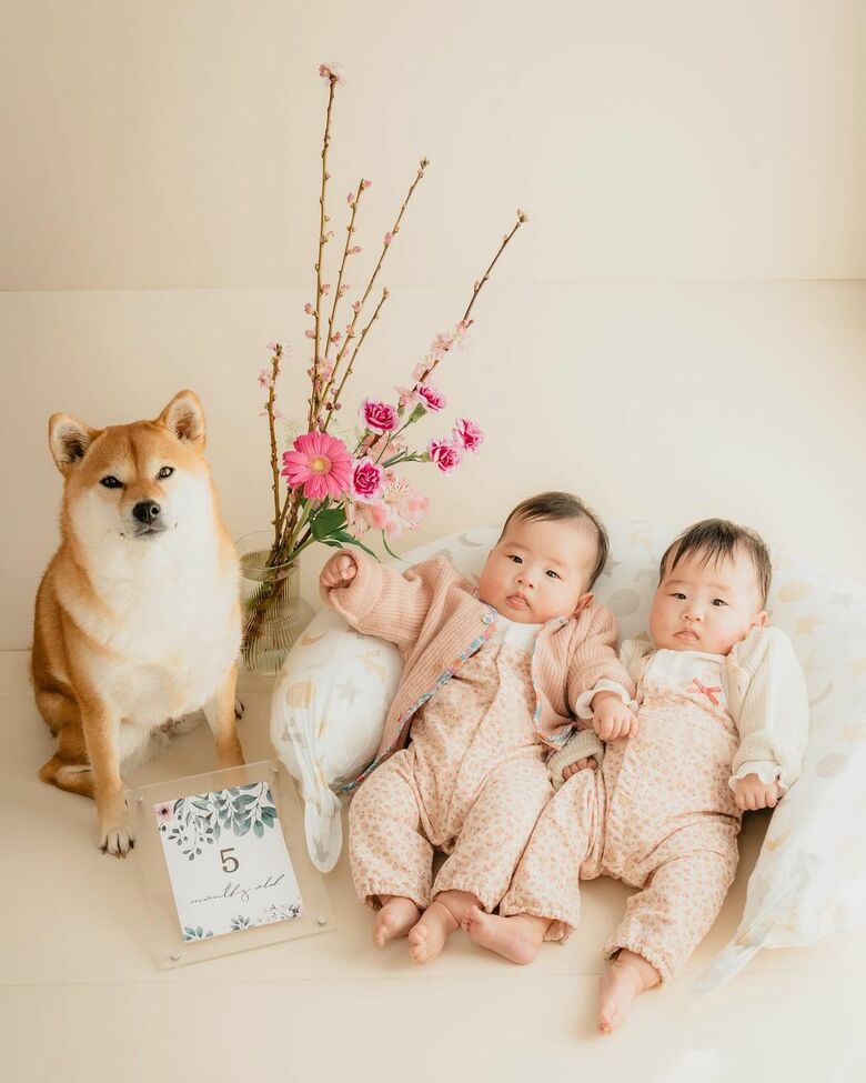 生後5カ月（提供：柴犬　むぎさん）