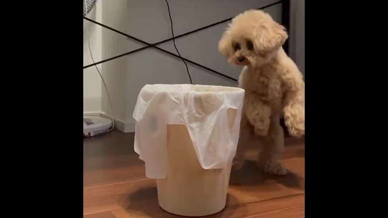 ごみ箱が気になるモカちゃん。すると…
