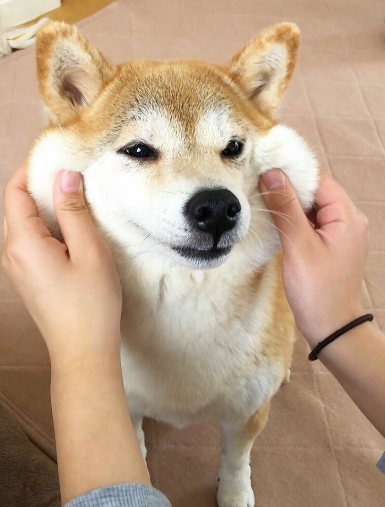 提供：柴犬ももさん