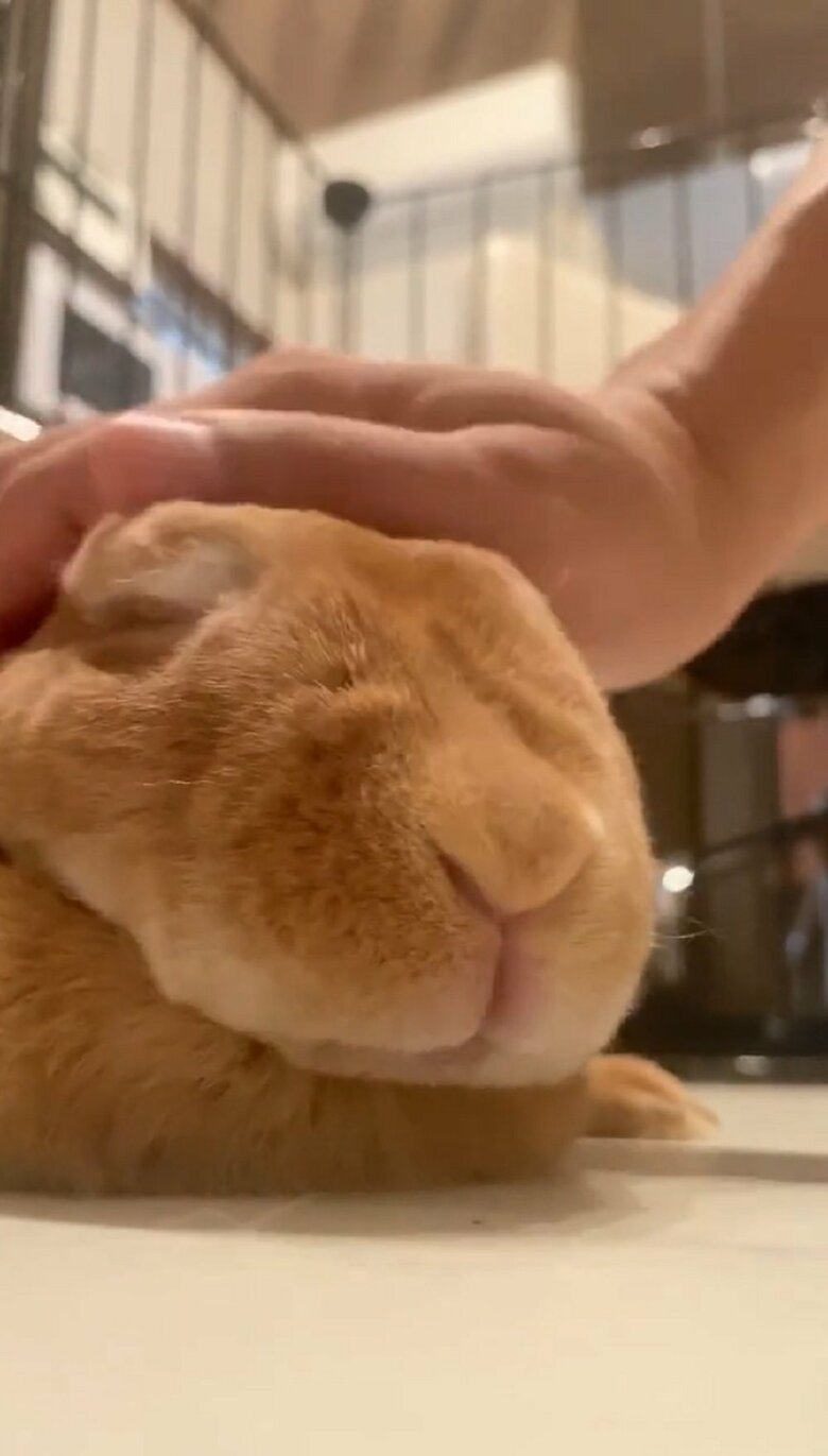 なでなでしてもらっているムギちゃん