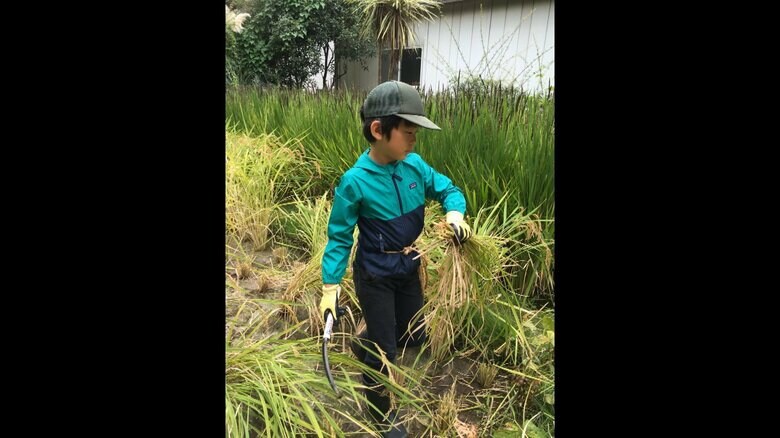 2016年撮影　稲刈り（当時9歳）