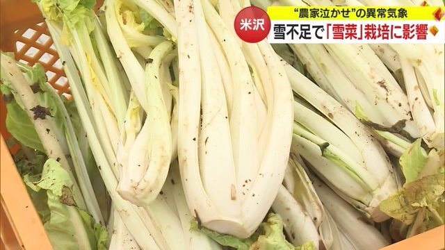 米沢の在来野菜「雪菜」