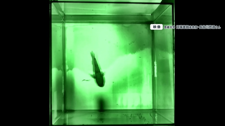 捕食された魚のエラから逃れるウナギの稚魚