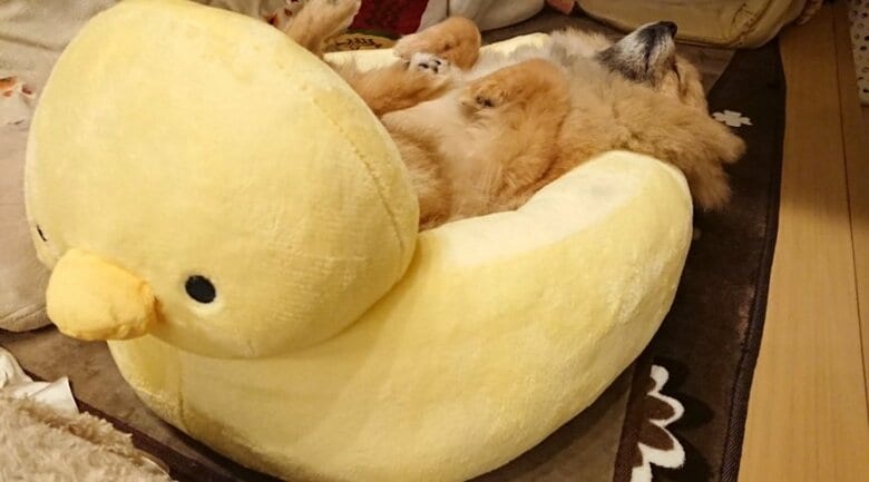 「ひよこベッド」で寝るポチくん
