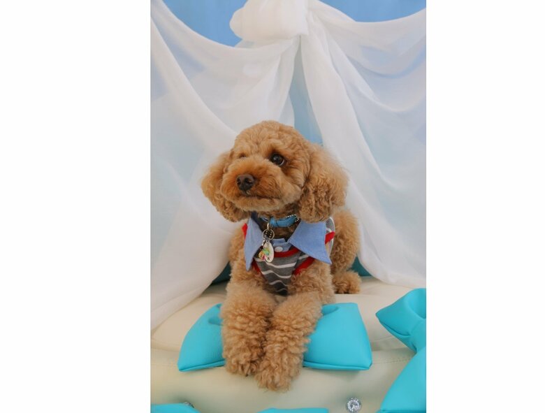 3歳の頃のデコピン君