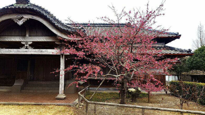 鍋島邸のヒカンザクラ（2025.3.8撮影）