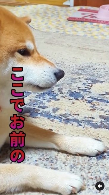 提供：柴犬スティーブch【コーギーと猫を添えて】さん