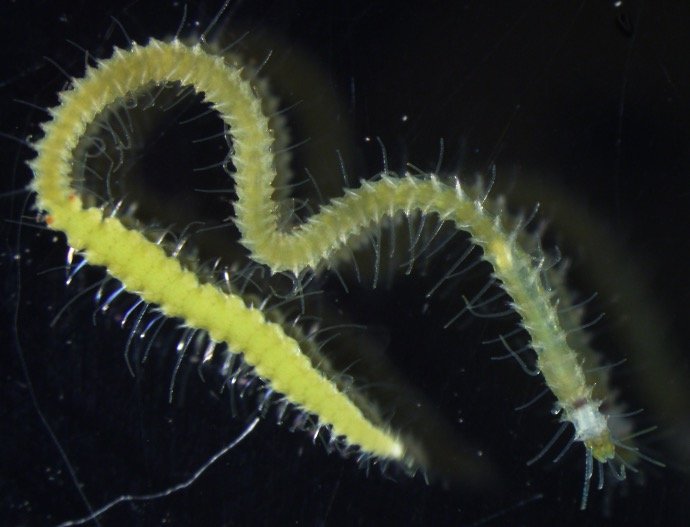 ミドリシリス（提供：東京大学大学院理学系研究科・附属臨海実験所の三浦徹教授）