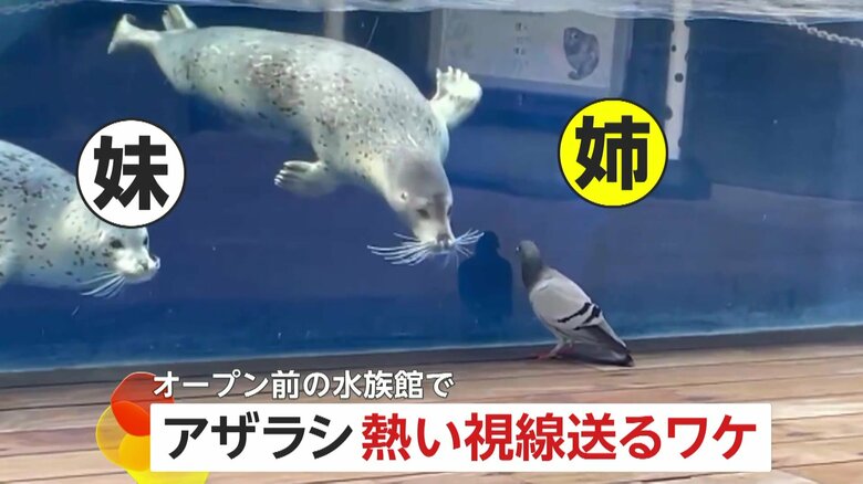 熱いまなざしでじぃーっとハトを見つめる姉妹のゴマフアザラシ