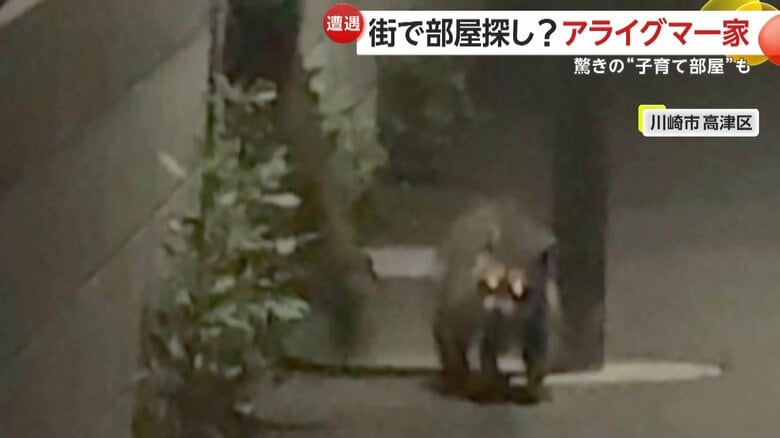 こちらを見ていたアライグマ（8月27日午前2時半頃、神奈川・川崎市）