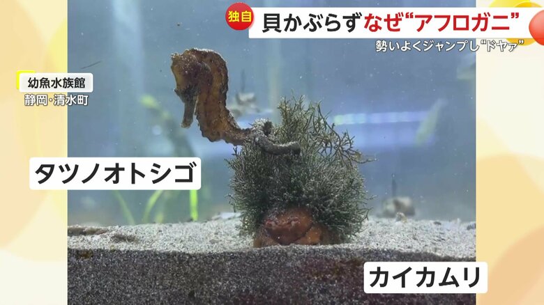 タツノオトシゴがカイカムリだと気づかずに巻きついてしまうこともあるという