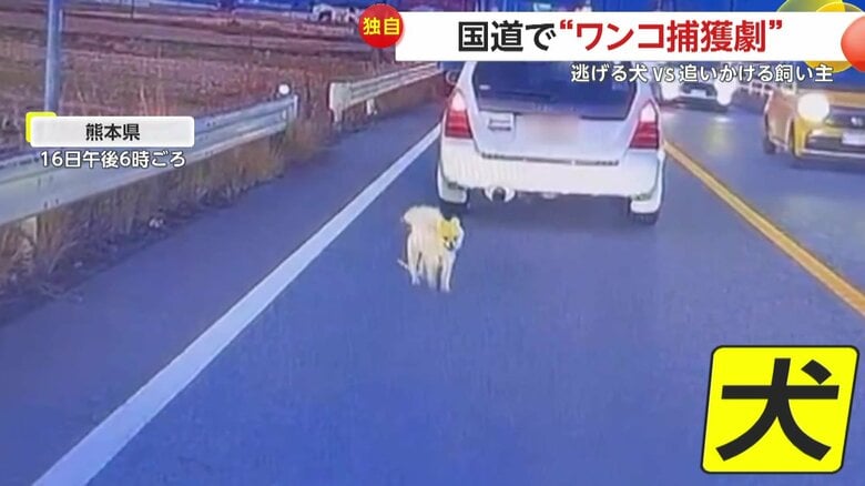 撮影者の車の前に現われた小型犬（視聴者提供）