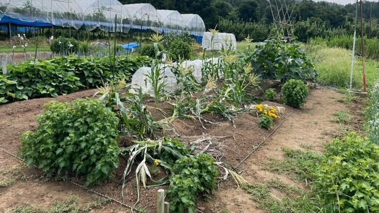 被害のあった市民農園（提供：中野市）