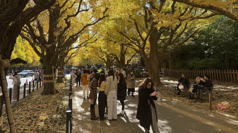 並木道はたくさんの外国人など観光客でいっぱい ＜11/25（月）：筆者撮影＞